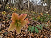19 Ellebori in fiore (Helleborus niger) sul sentiero 506 C da Alino a Ca Boffelli